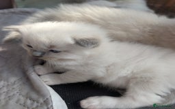 Ragdoll cats for sale: Ragdoll - home reared kittens - Image 19