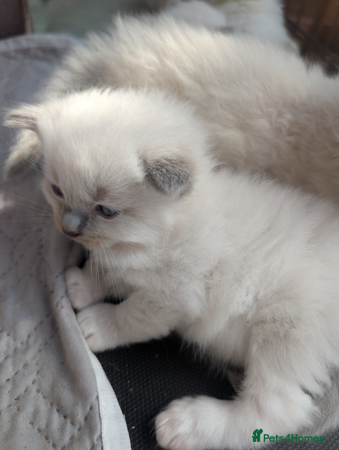Ragdoll cats for sale: Ragdoll - home reared kittens - Image 19
