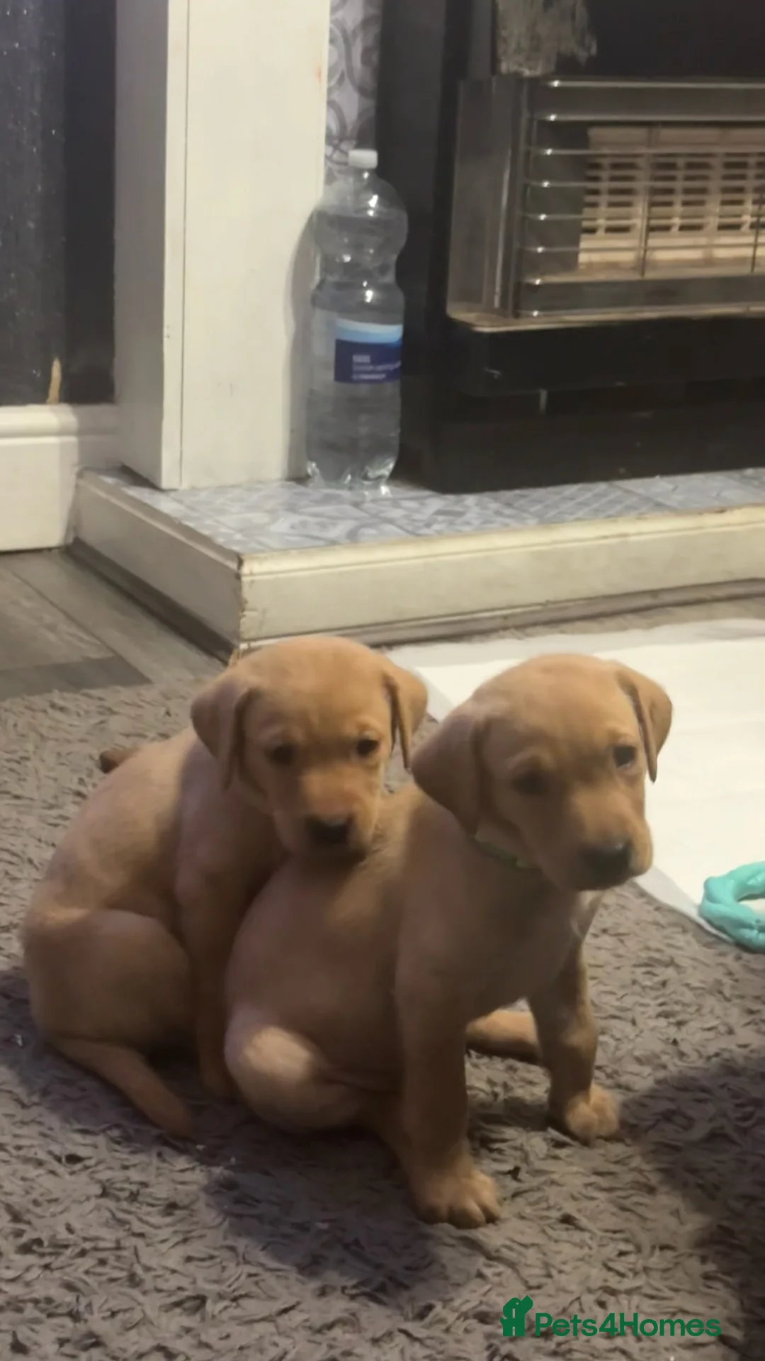 Labrador Retriever dogs for sale: Beautiful Chunky Labrador Puppies  in Alfreton - Advert 2