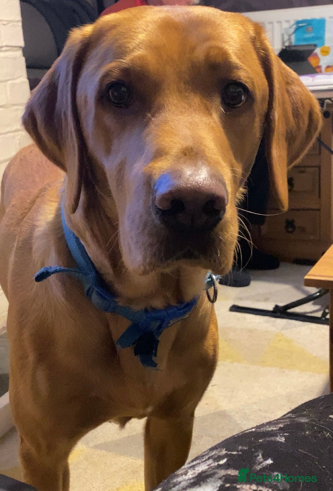 Labrador Retriever dogs for sale: Chuncky Labrador puppies - Advert 4