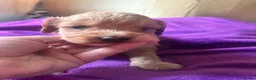Miniature Poodle dogs for stud: Brown Phantom Merle Mini Poodle health tested in Stockton-on-Tees - Advert 38