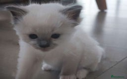 Ragdoll cats for sale: Pure Ragdoll Kittens (2 Male, 2 Female) - Image 5