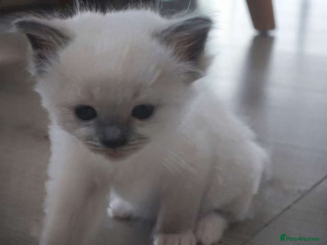 Ragdoll cats for sale: Pure Ragdoll Kittens (2 Male, 2 Female) - Image 5