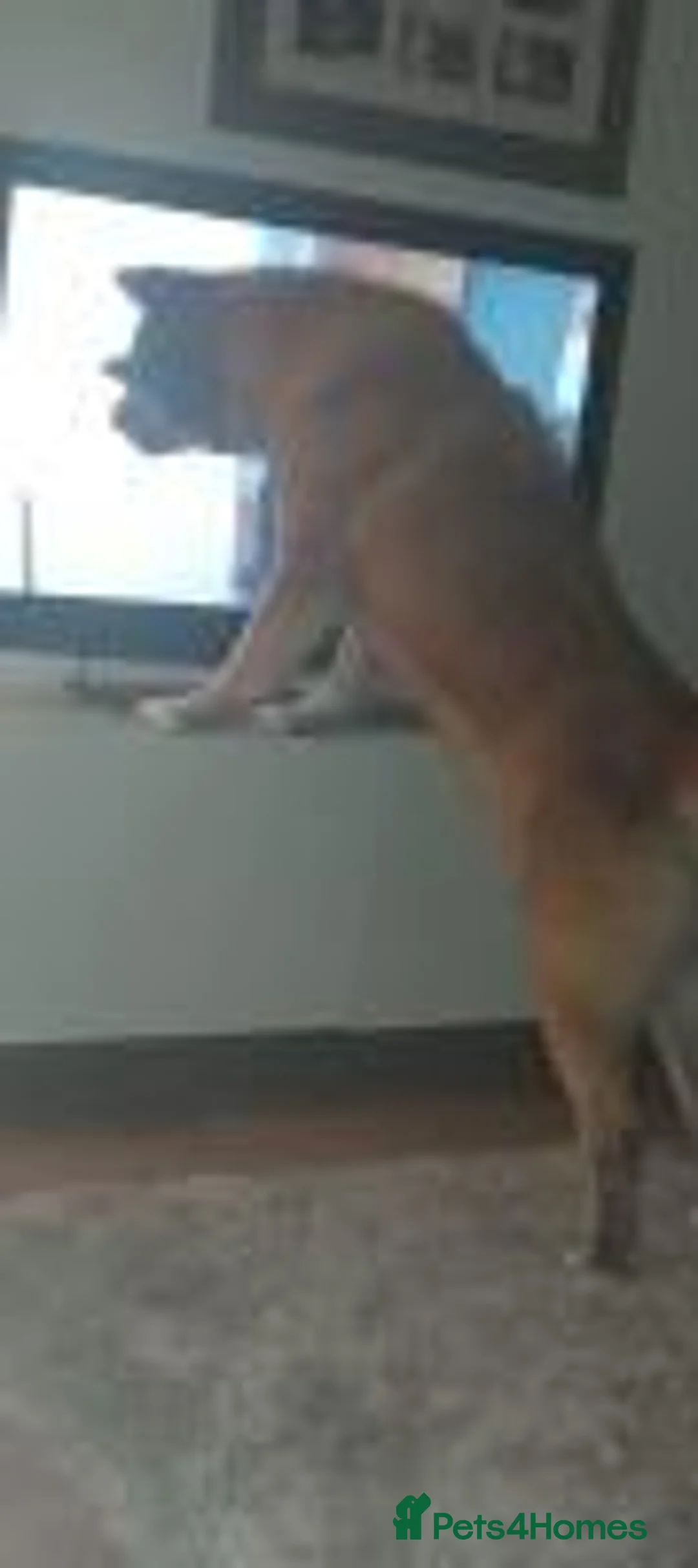 Akita dogs for adoption: Arthur in Worksop - Advert 5