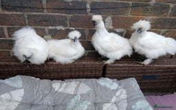 Chickens poultry for sale: Beautiful white silkie chicks  - Image 3