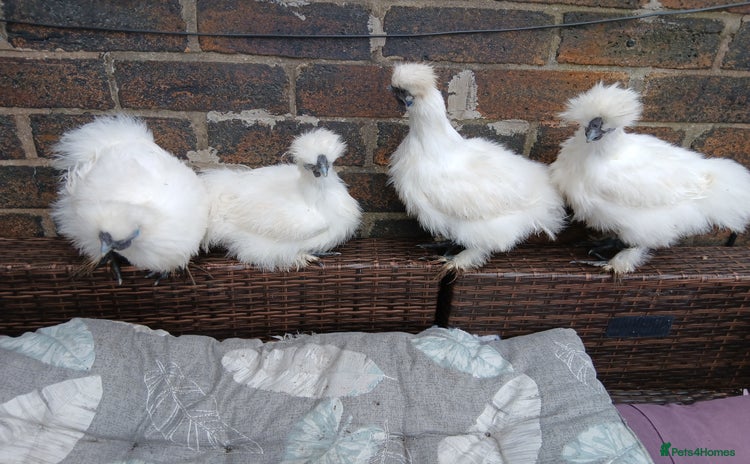 Chickens poultry for sale - Advert 2