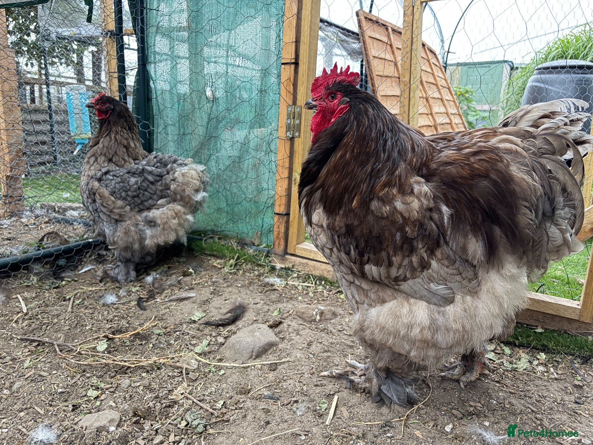 Chickens poultry Rare Breed Exhibition Blue LF Cochin pair or trio - Advert 1