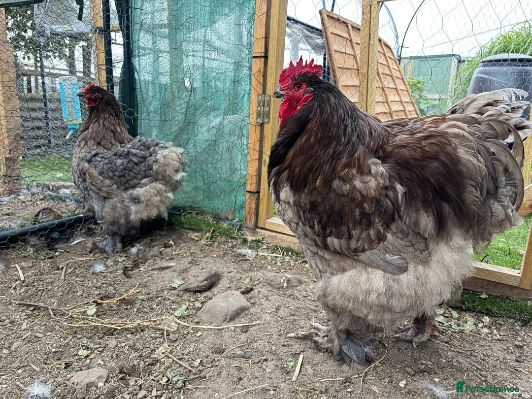 Chickens poultry for sale: Rare Breed Exhibition Blue LF Cochin pair or trio - Advert 1