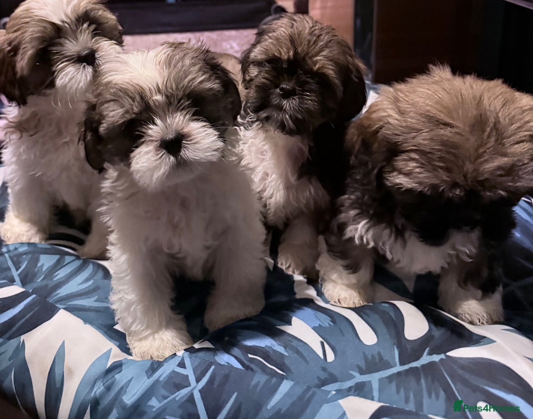 Shih Tzu dogs for sale: Adorable Shih Tzus waiting for their perfect match - Image 7