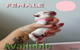 Mixed Breed dogs for sale: Mixed Breed Puppies - Image 11