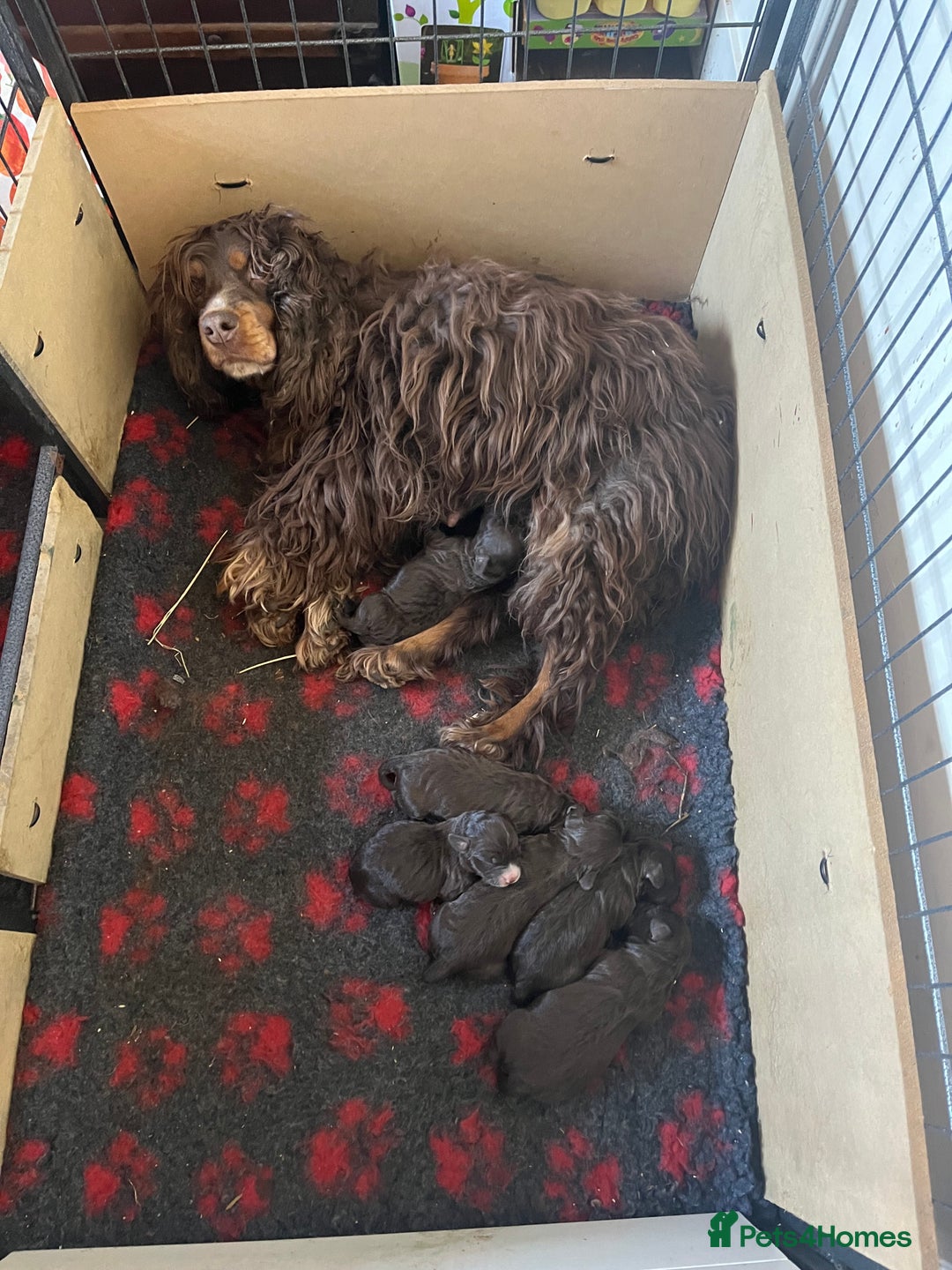 Cockapoo dogs for sale: Adorable Chocolate Cockapoos  - Image 11