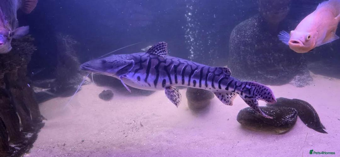 Catfish fish for sale: Tiger shovel nose catfish  in Stourbridge - Advert 1