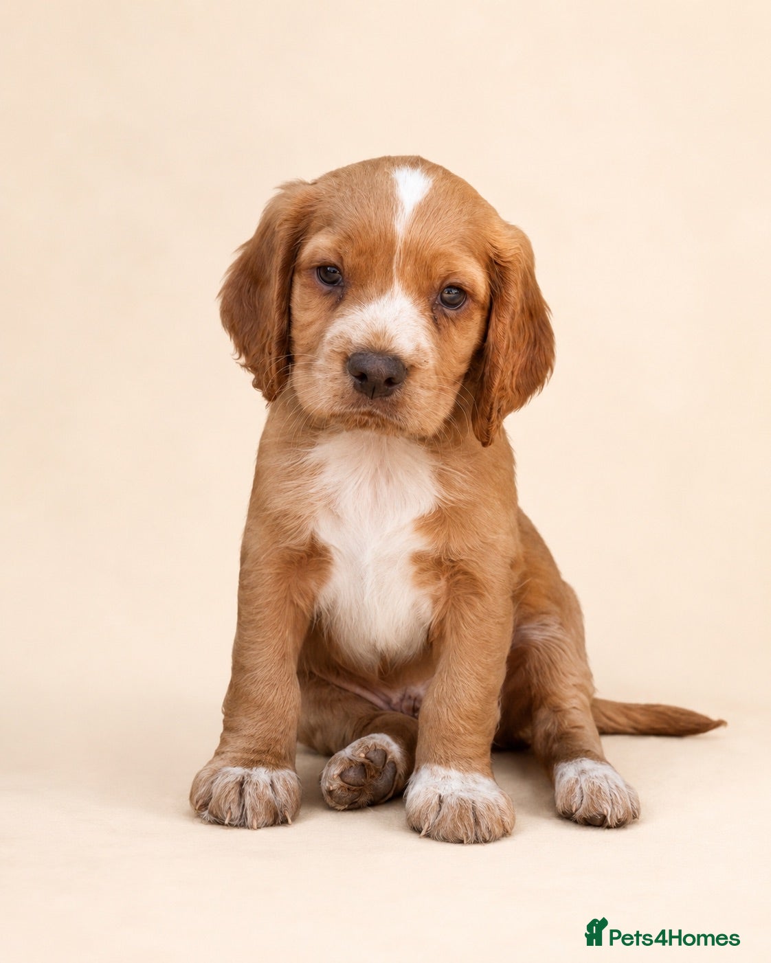 Cocker Spaniel dogs Outstanding KC Working Cockers Champion Bloodlines - Advert 1