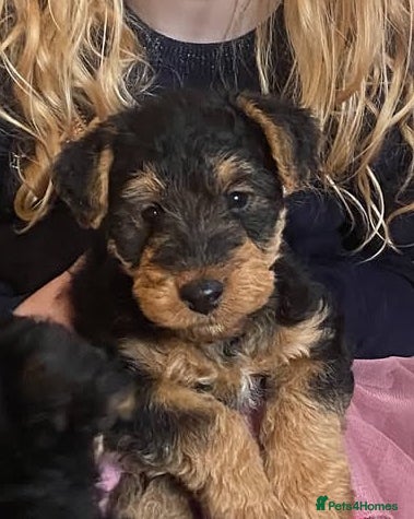 Welsh Terrier dogs PLL clear, Stunning KC reg Welsh Terrier Puppies - Advert 3