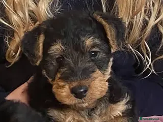 Welsh Terrier dogs PLL clear, Stunning KC reg Welsh Terrier Puppies - Advert 3