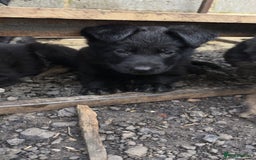 German Shepherd dogs for sale: German shepherd puppies  - Image 18