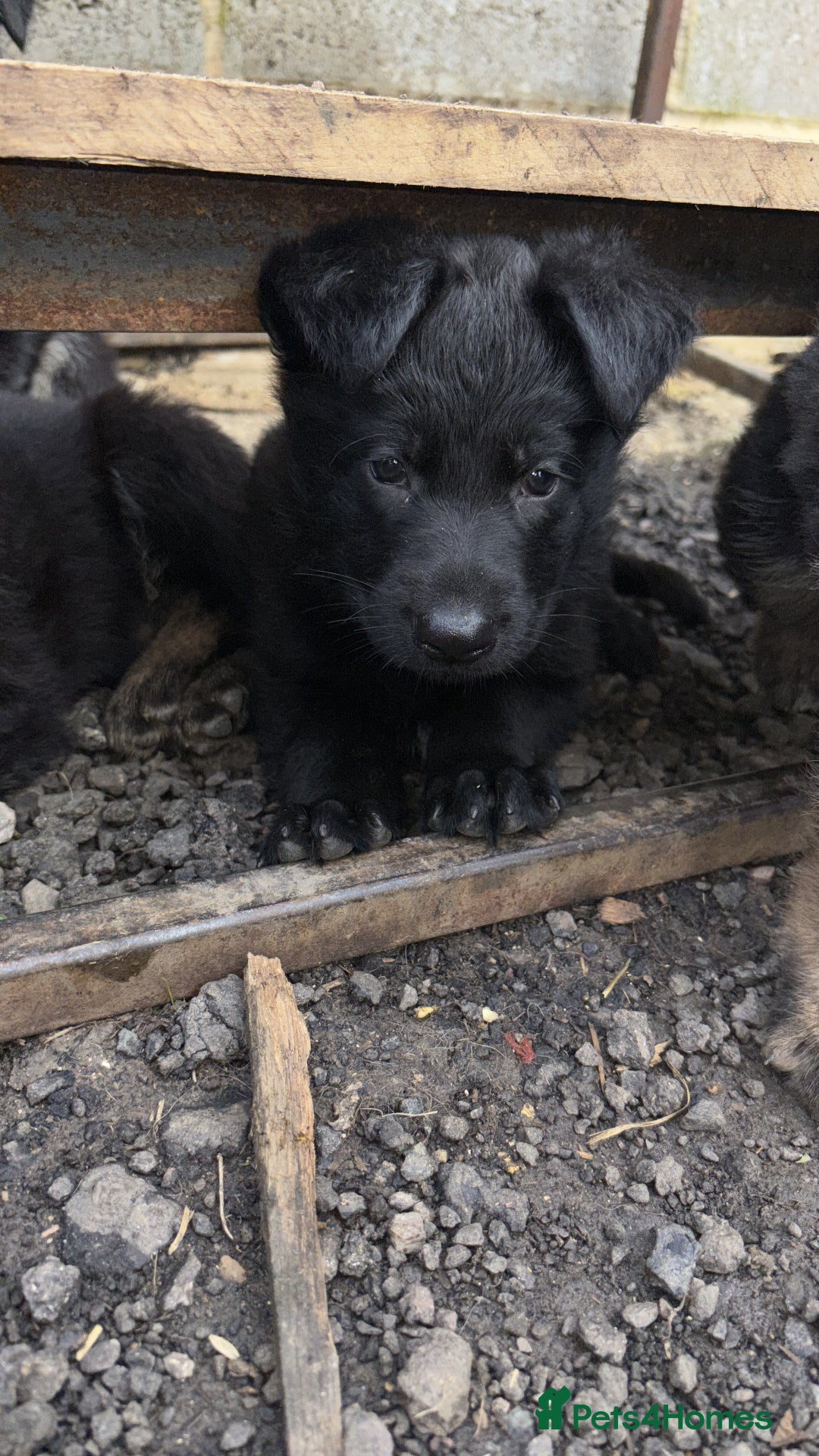 German Shepherd dogs for sale: German shepherd puppies  - Image 18