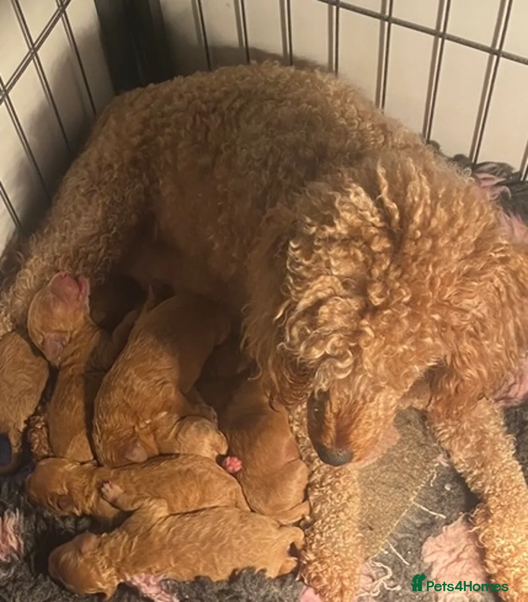 Cavapoo dogs for sale: F1 Cavapoo boys/girls  - Advert 7
