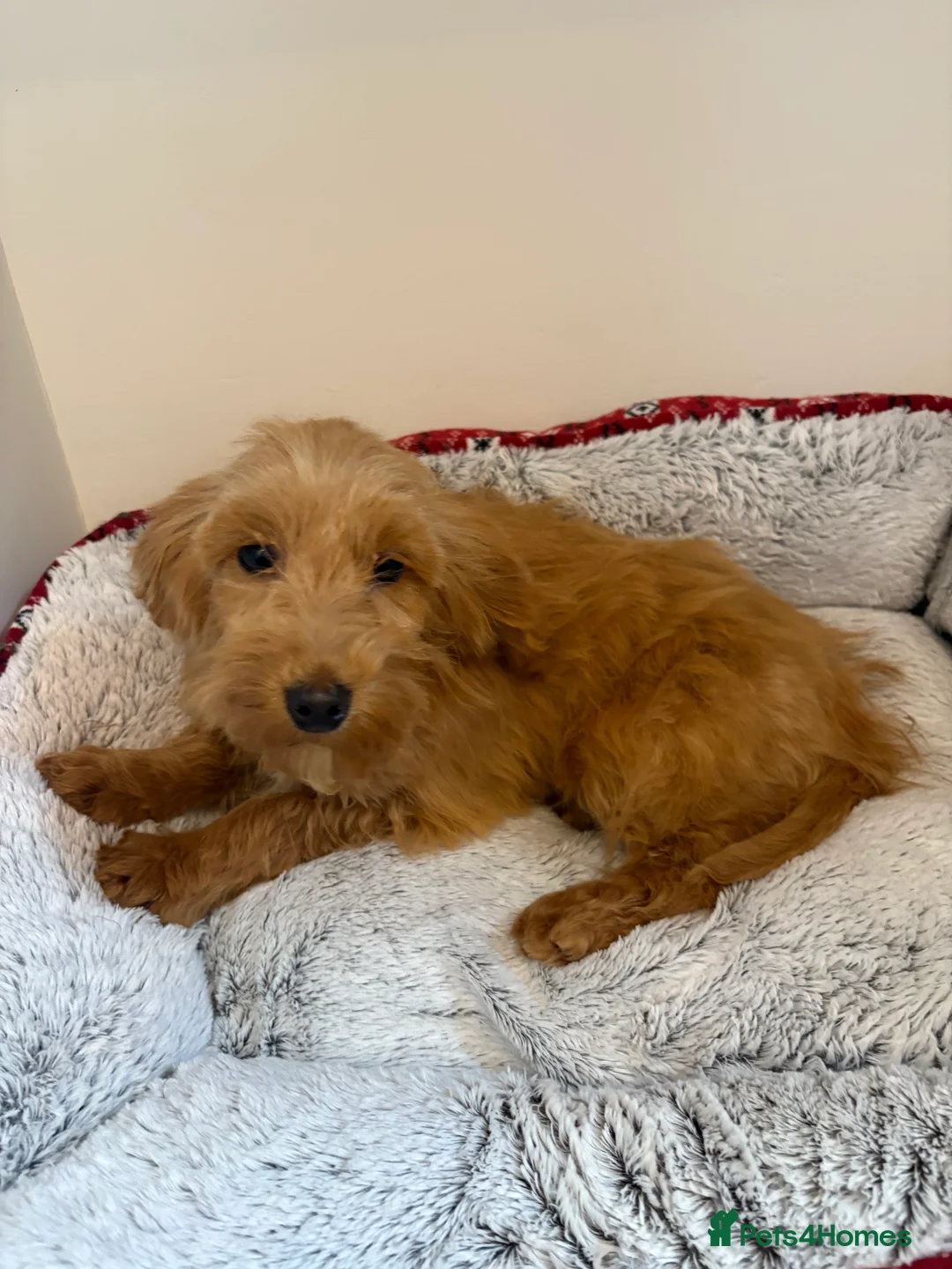 Cockapoo dogs for sale:  one gold girl available  - Advert 2