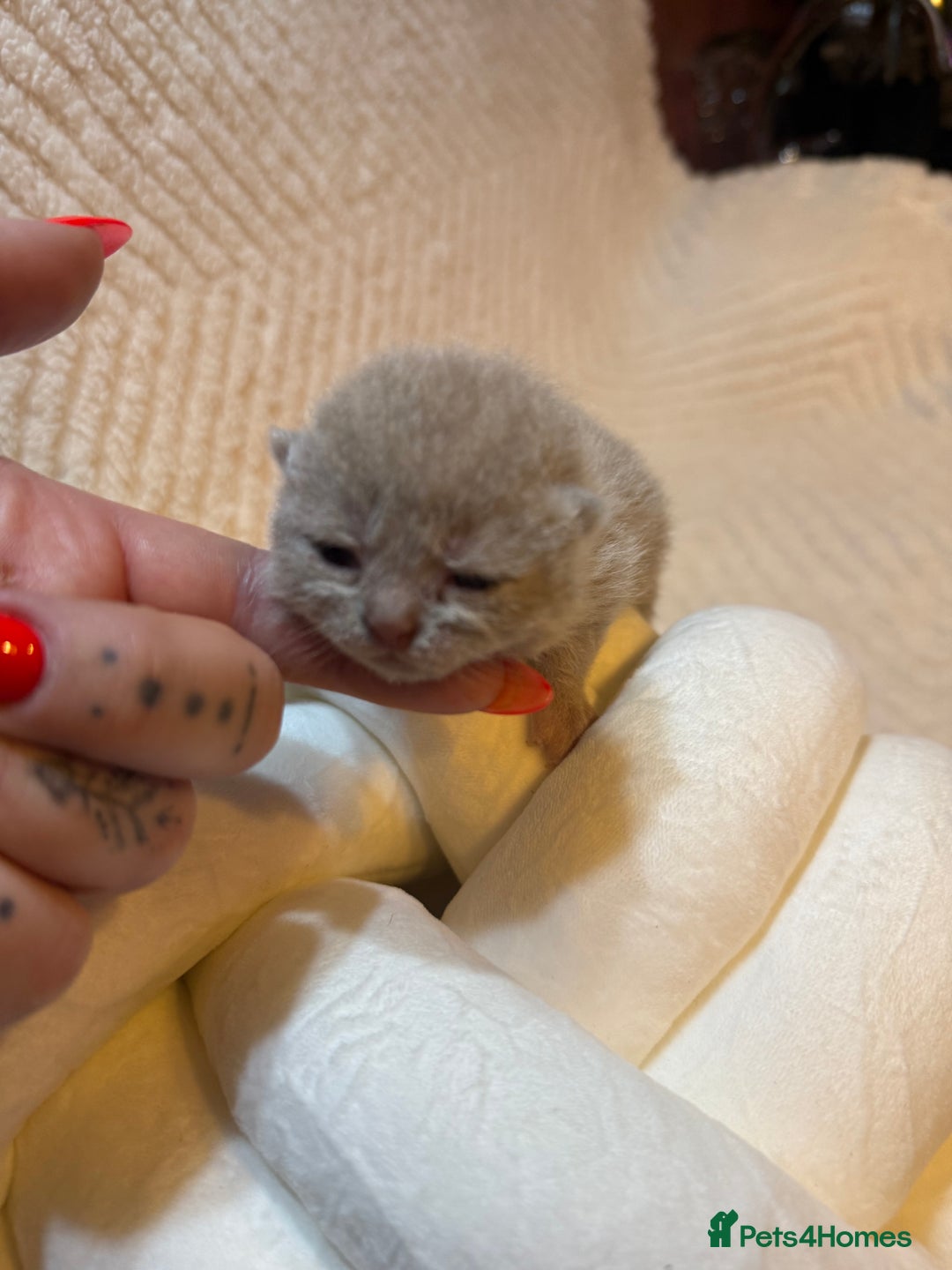 British Shorthair cats for sale: Pure British Shorthair Kittens😻🥇🏆Champion Line - Image 6