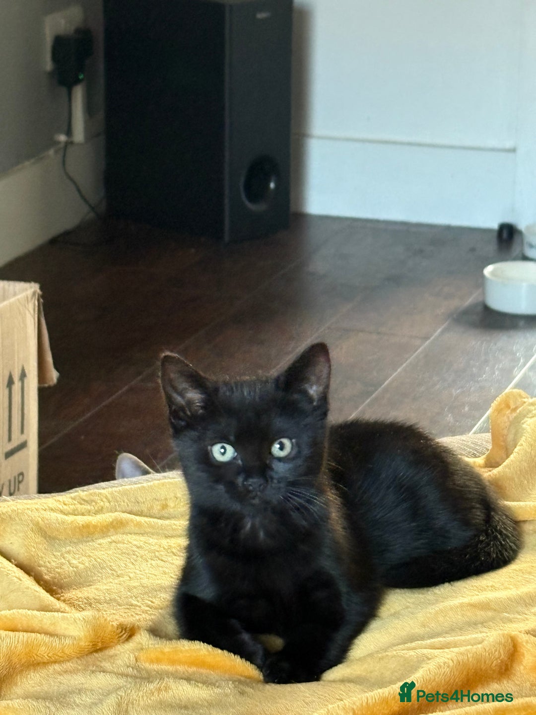 Mixed Breed cats for sale: Female black kitten - Image 2