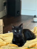 Mixed Breed cats - Advert 9