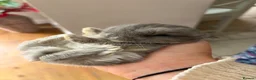 Mixed Breed rabbits for sale: Beautiful Lop Cross Baby Bunnies for sale  in Ferndown - Advert 1