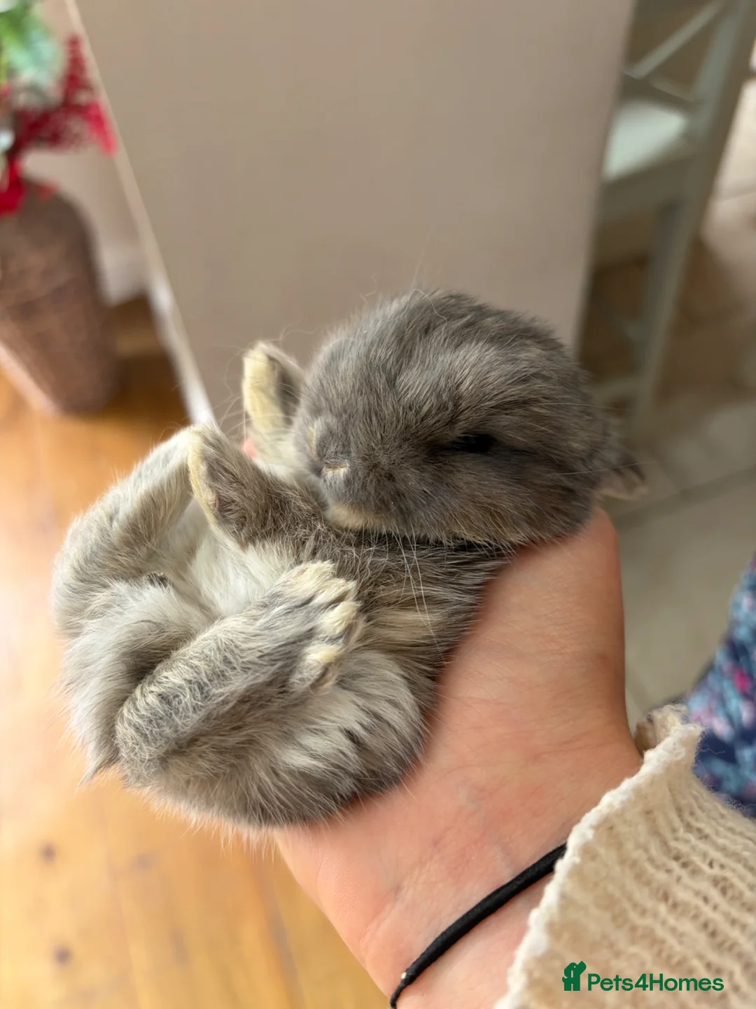 Mixed Breed rabbits for sale: Beautiful Lop Cross Baby Bunnies for sale  in Ferndown - Advert 1