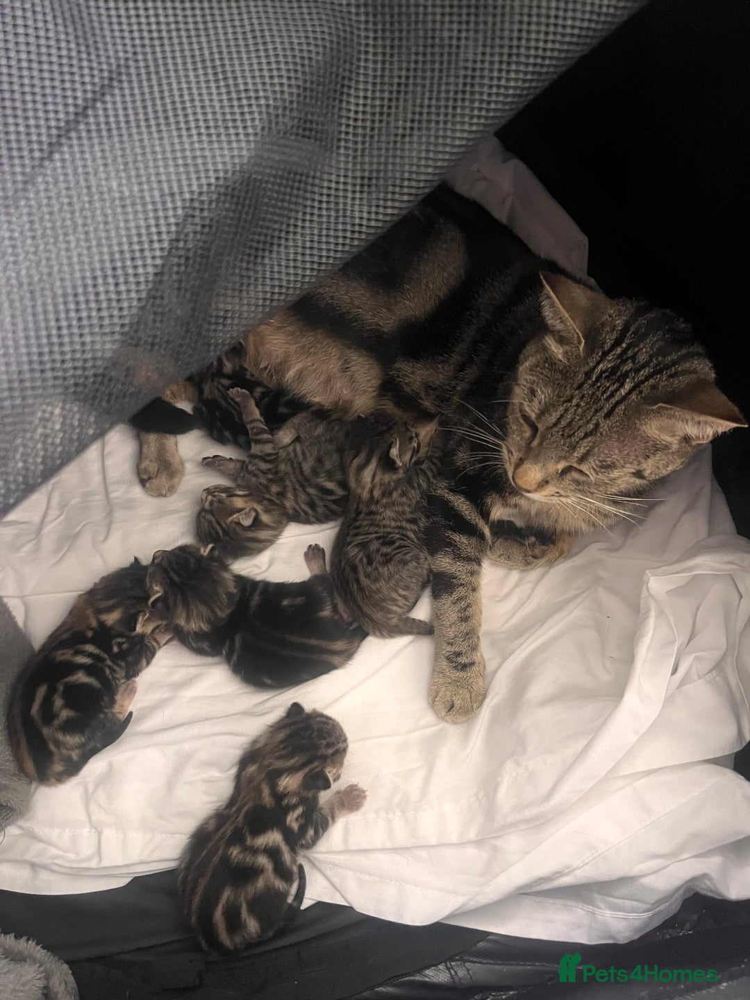 Mixed Breed cats for sale: 6 kittens  - Image 8