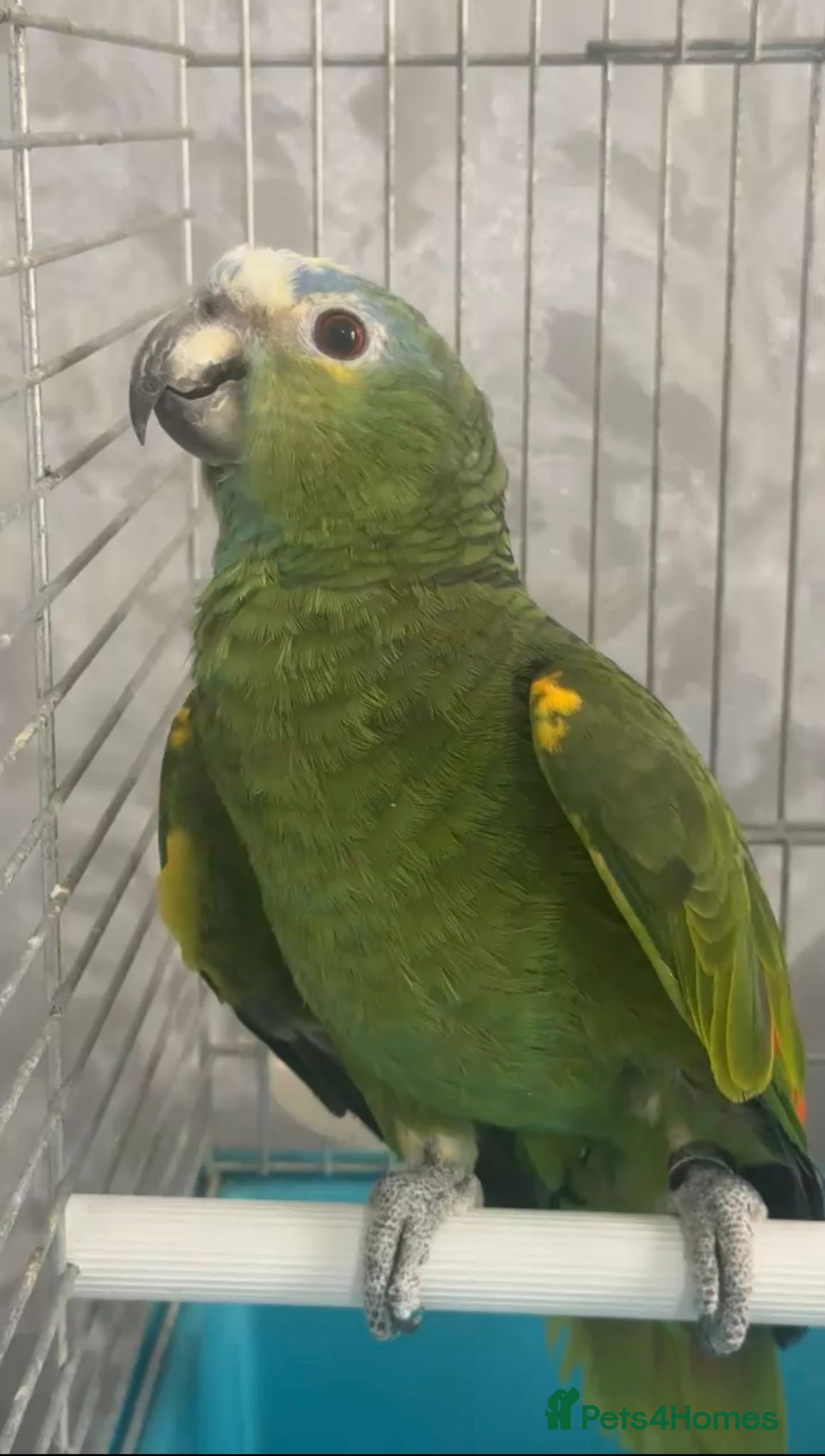 Parrots birds for sale: Amazon Parrots (Blue Fronted Male / Orange Wing) in Altrincham - Advert 9