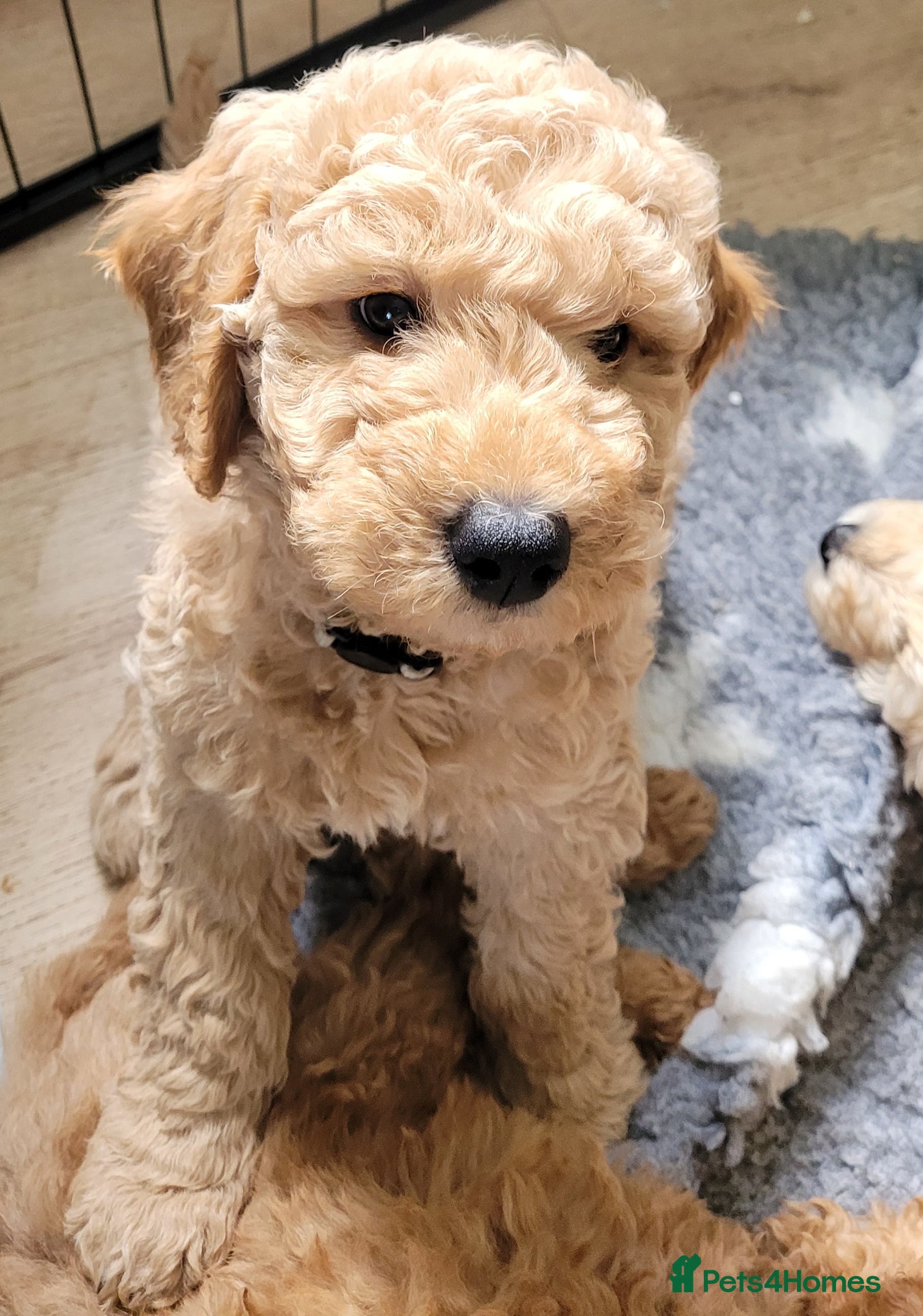 Mini Goldendoodle dogs Miniature Goldendoodle Puppies - Advert 6