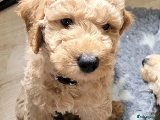 Mini Goldendoodle dogs Miniature Goldendoodle Puppies - Advert 6