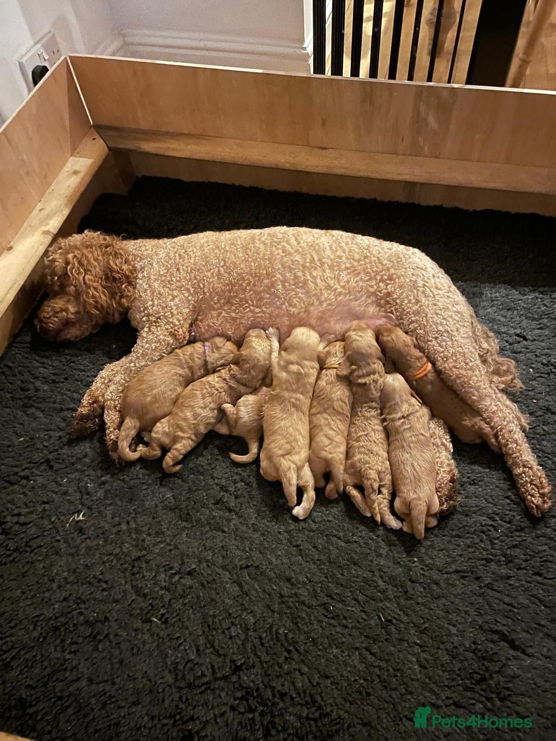 Mini Goldendoodle dogs for sale: 8 Lovingly Raised Miniature Goldendoodles  - Image 18