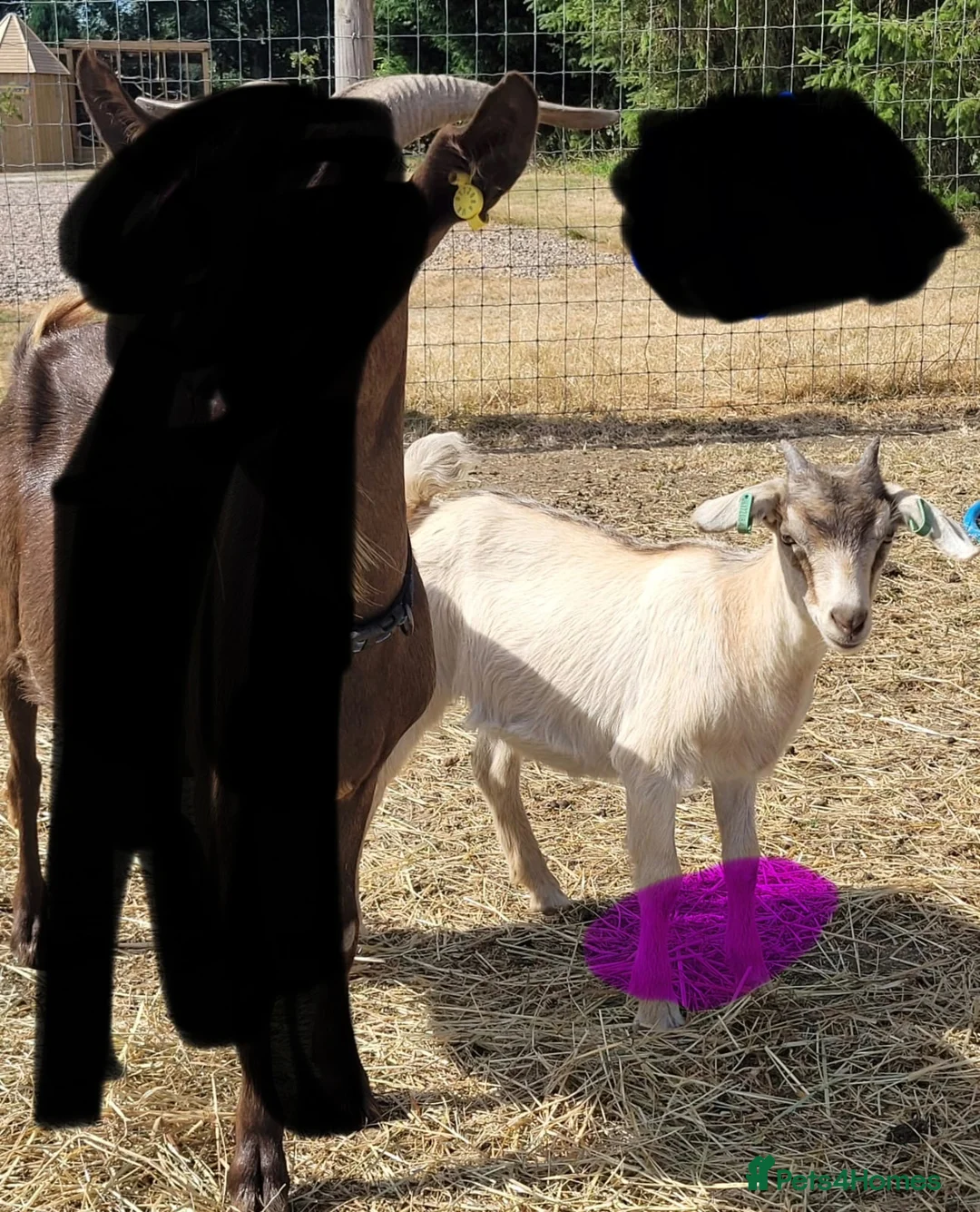 Goats livestock for sale: Goat kids looking for new homes in Matlock - Advert 11