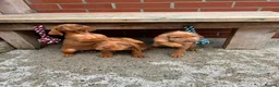 Hungarian Vizsla dogs for sale: Wire haired Hungarian Vizsla pups - Advert 5