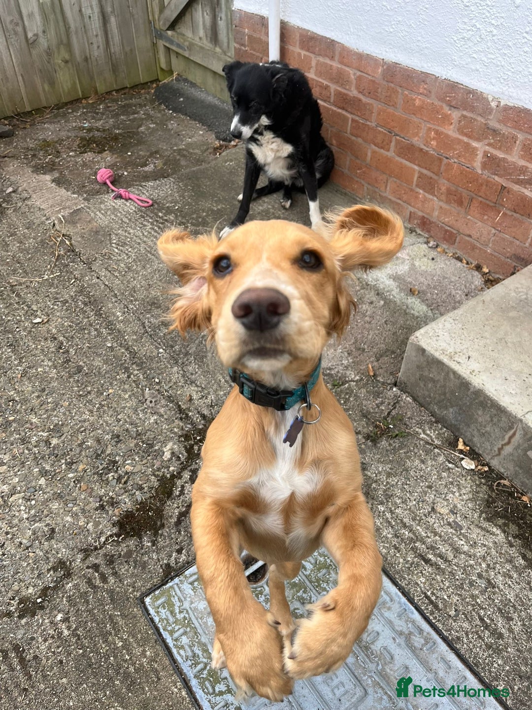 Cocker Spaniel dogs for sale: Male Working Cocker Spaniel - Advert 8