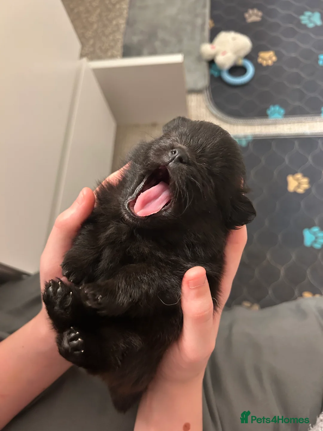 Pomeranian dogs for sale: Beautiful  **  black Pomeranians  - Advert 7