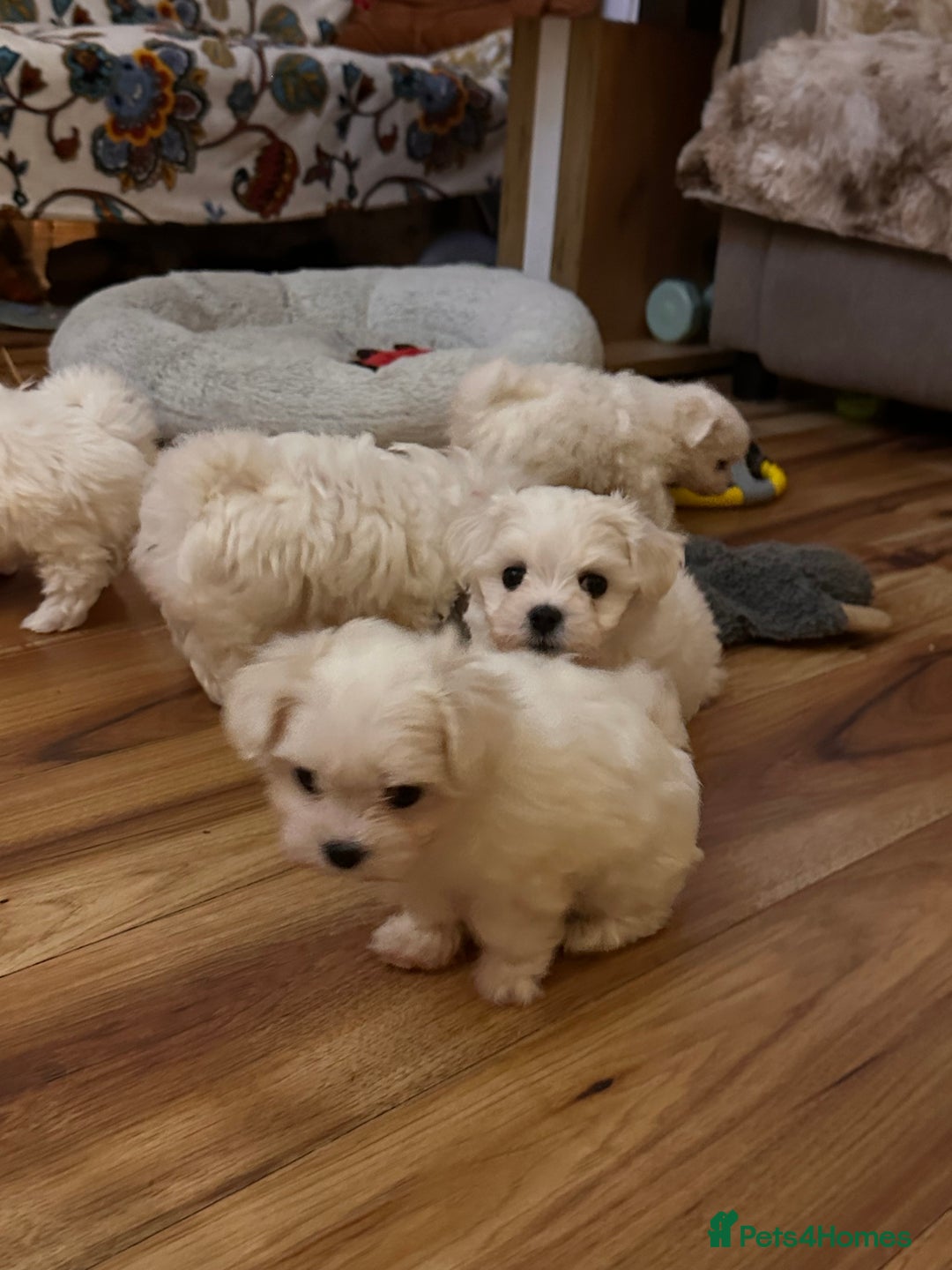 Maltese dogs for sale:  Beautiful maltese - Advert 5