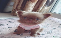 Chihuahua dogs for sale: Long haired chihuahua boys  - Image 8