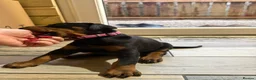 Dobermann dogs for sale: Pure European Doberman puppies - Advert 8