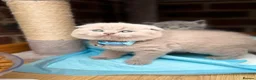 Scottish Fold cats for sale: Last Scottish lillac girl  - Advert 32