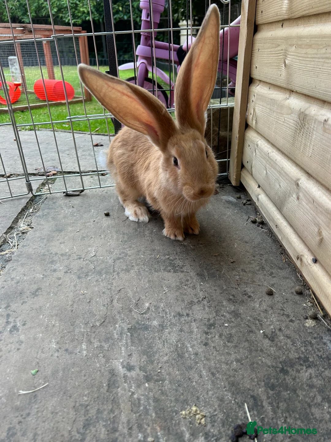 Continental Giant rabbits for sale: 2 sisters ready now - continental giant  - Image 2