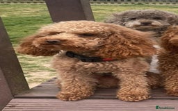 Cavapoo dogs for sale: Gorgeous Cavapoo Puppies *Due 15th October* - Image 6