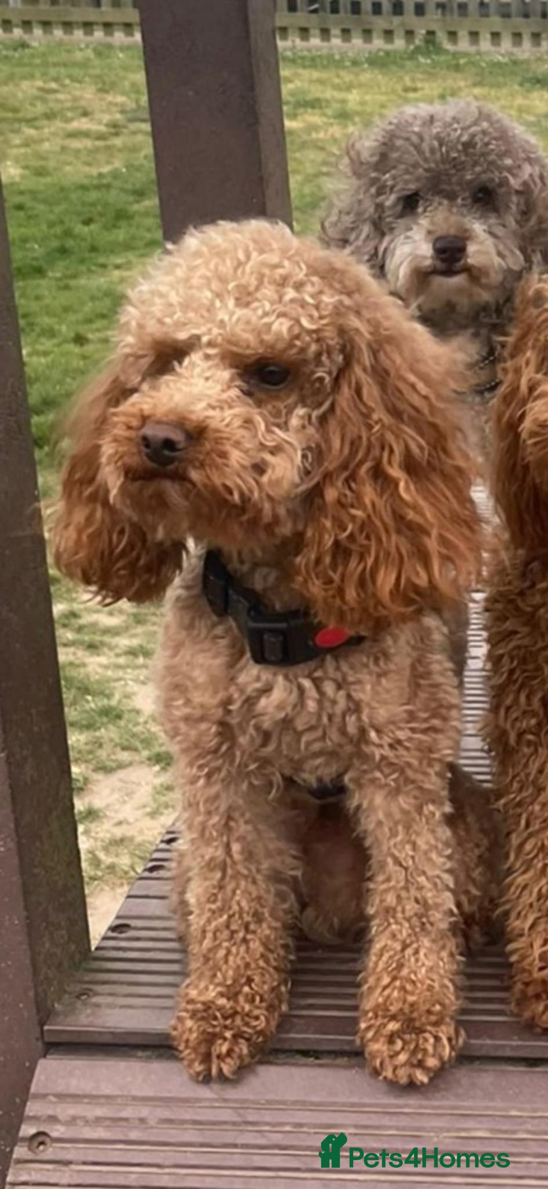 Cavapoo dogs for sale: Gorgeous Cavapoo Puppies *Due 15th October* - Image 6