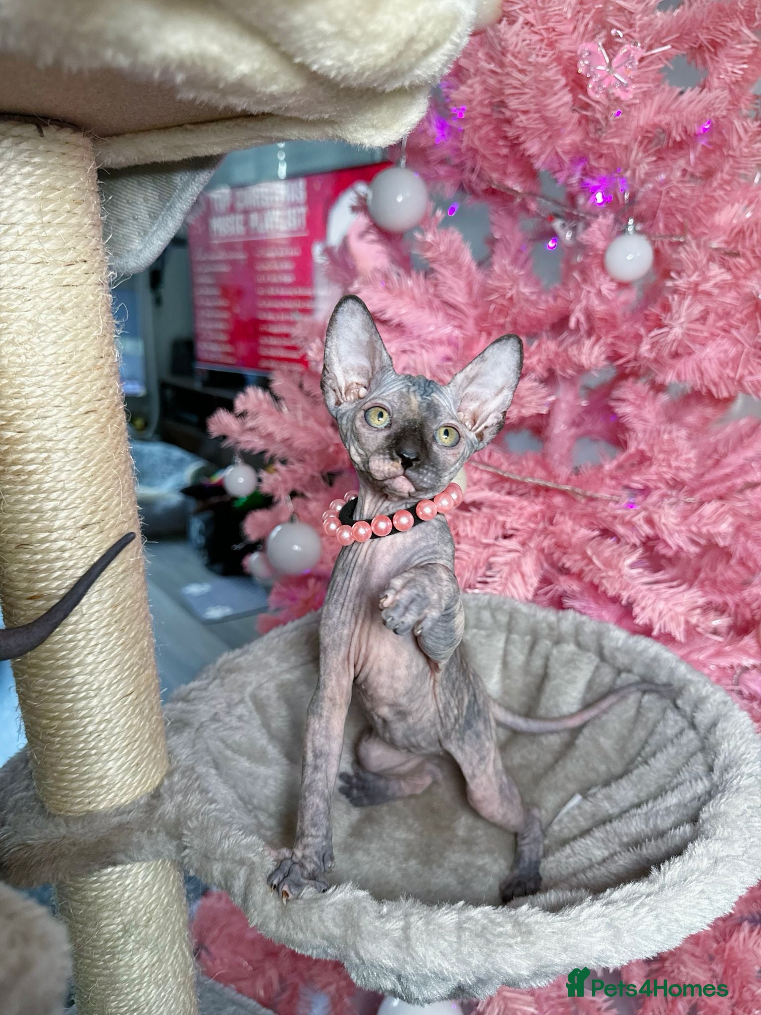 Sphynx cats 🌟 Stunning Sphynx & Elf Kittens  - Advert 1