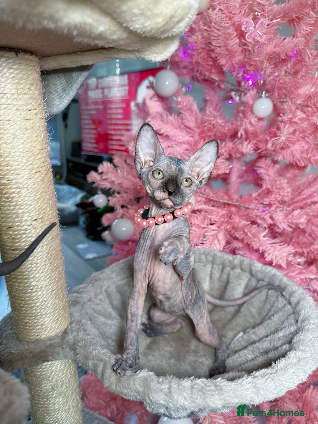 Sphynx cats for sale: 🌟 Stunning Sphynx & Elf Kittens  - Advert 10