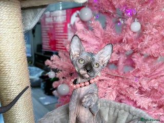 Sphynx cats 🌟 Stunning Sphynx & Elf Kittens - Advert 1