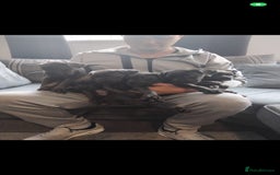 Cane Corso dogs for sale: Cane corsa - Image 2
