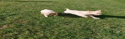 Golden Retriever dogs for sale: 9 stunning golden retriever puppies  - Advert 4
