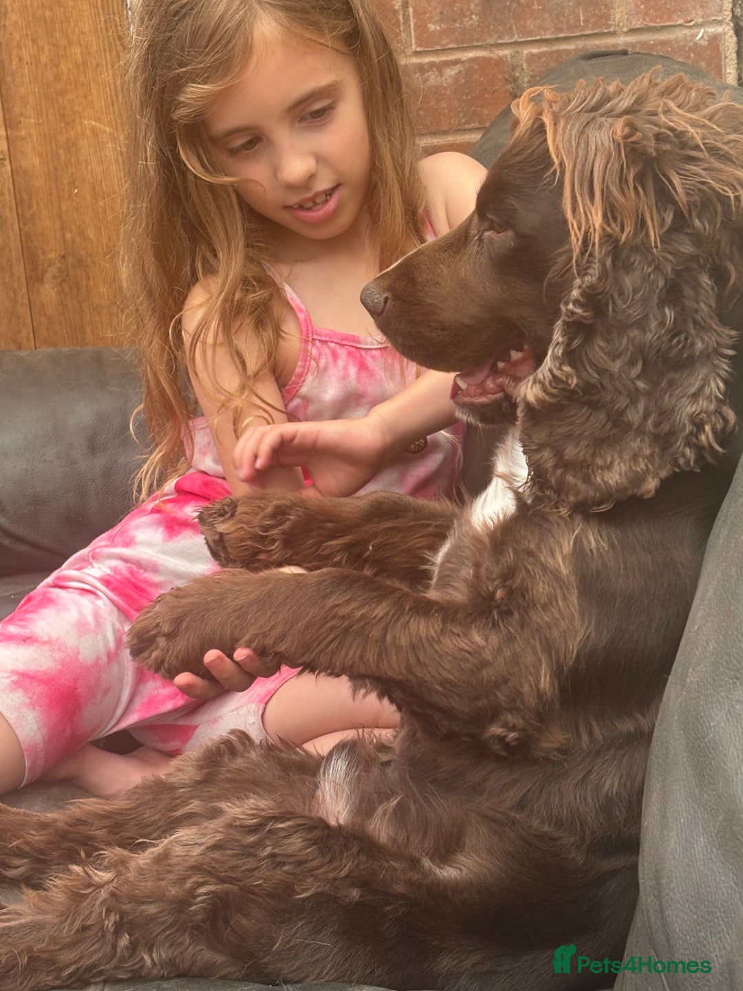 Cocker Spaniel dogs for sale: (reserved)💛Loving Home Wanted for a Special Dog - Image 1